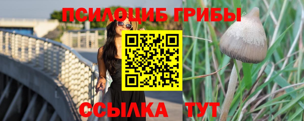 Зерноград  Галлюциногенные грибы Cubensis  Вход с VPN 